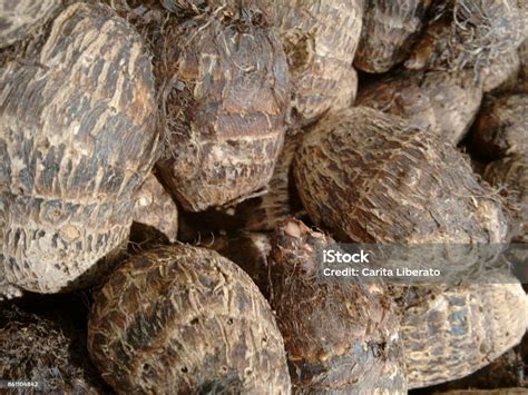Traditional Uses of Black Magic Cocoyam in Indigenous Tribal Communities